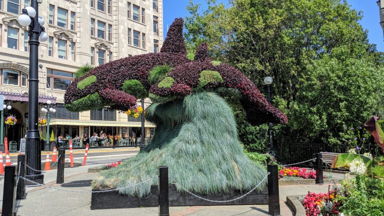 Killer whale topiary in Victoria British Columbia Canada