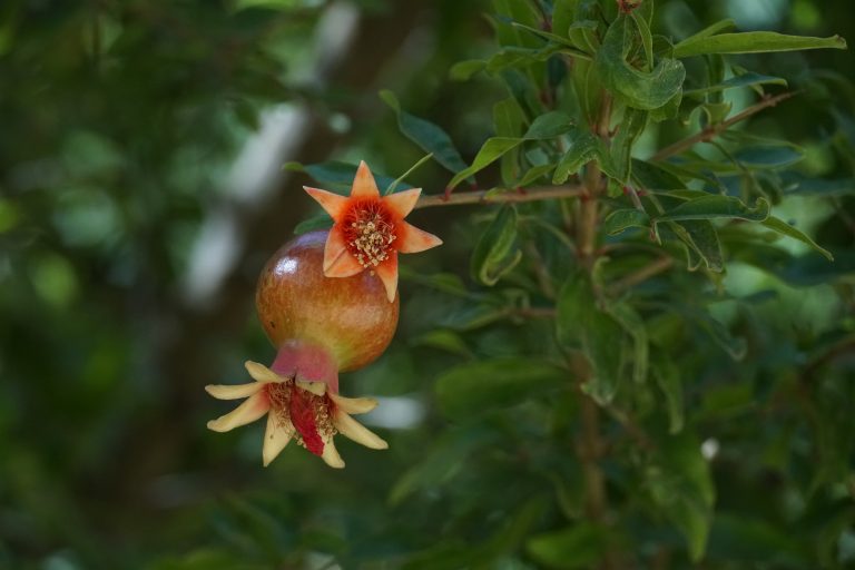 Blossoming flower.