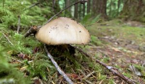 Mushroom Fungus Growing In The Forest Moss