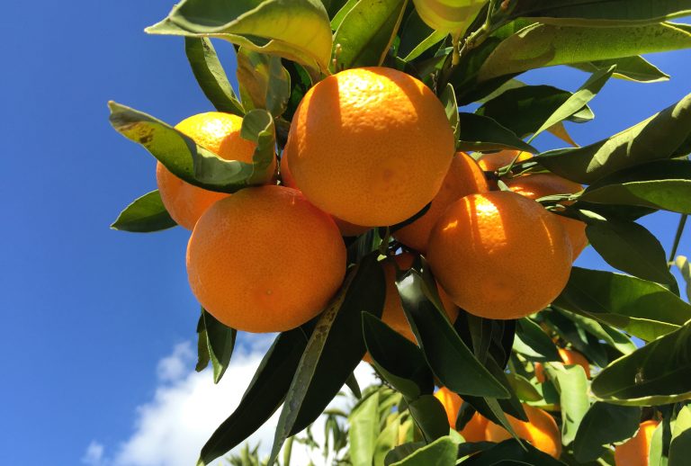 Three Satsuma mandarin oranges