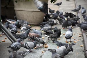 View larger photo: Pigeons in Manhattan, New York