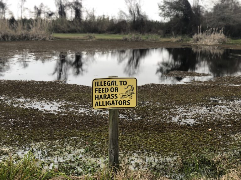 Illegal to feed or harass alligators (??Fontainebleau State Park?, ?Louisiana)