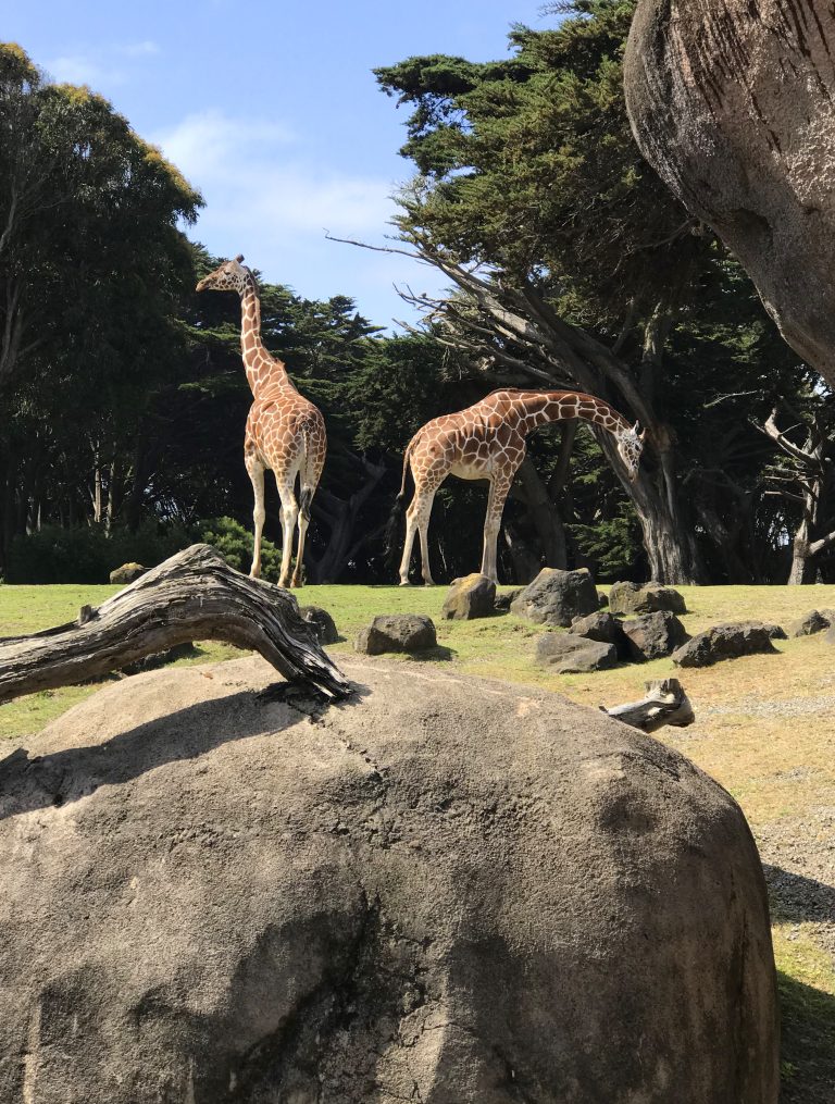 Giraffes