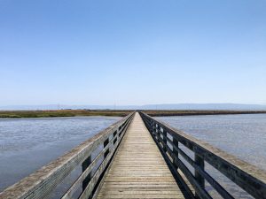 Walkway along Hayward shoreline