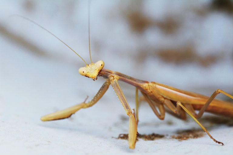 Praying Mantis staring into the camera