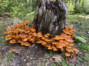 Mushrooms growing around a rotted tree stump
