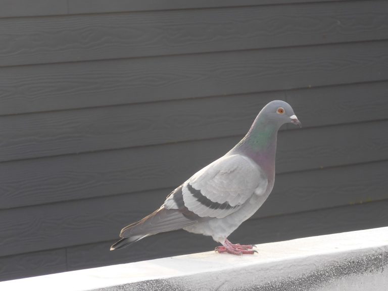 A pidgeon