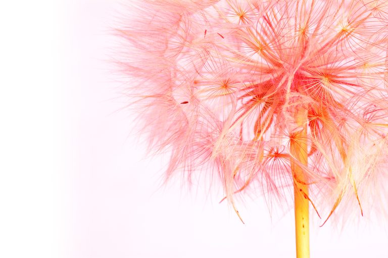 Dandelion head under pink light