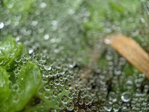 Water droplets on a spider's web