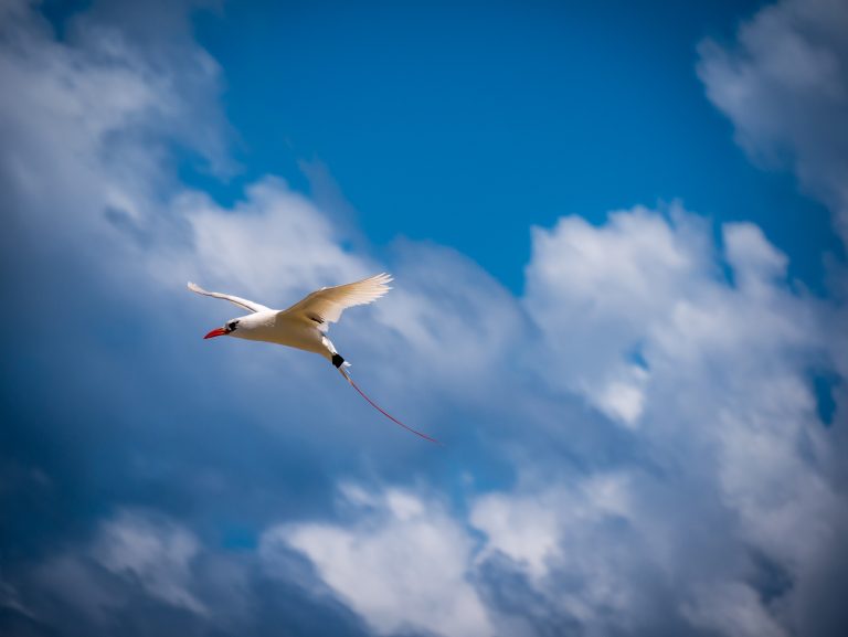 Red tail bird flying in the blue sky