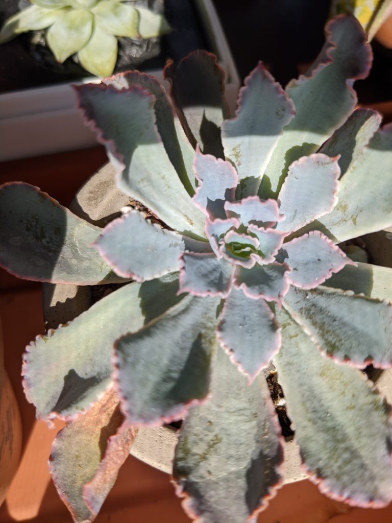 plaA wide, circular succulent.