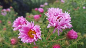 Daisys in the Royal Roads University Garden in Victoria British Columbia Canada