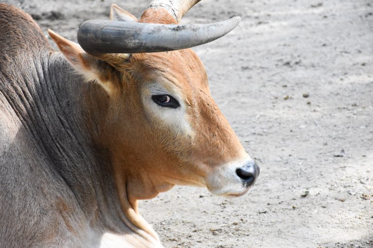 Bull resting on the ground