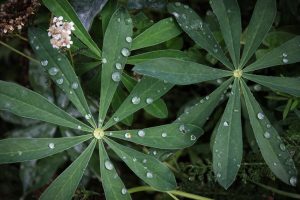Water droplets on leaves
