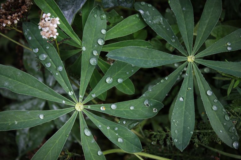 Water droplets on leaves