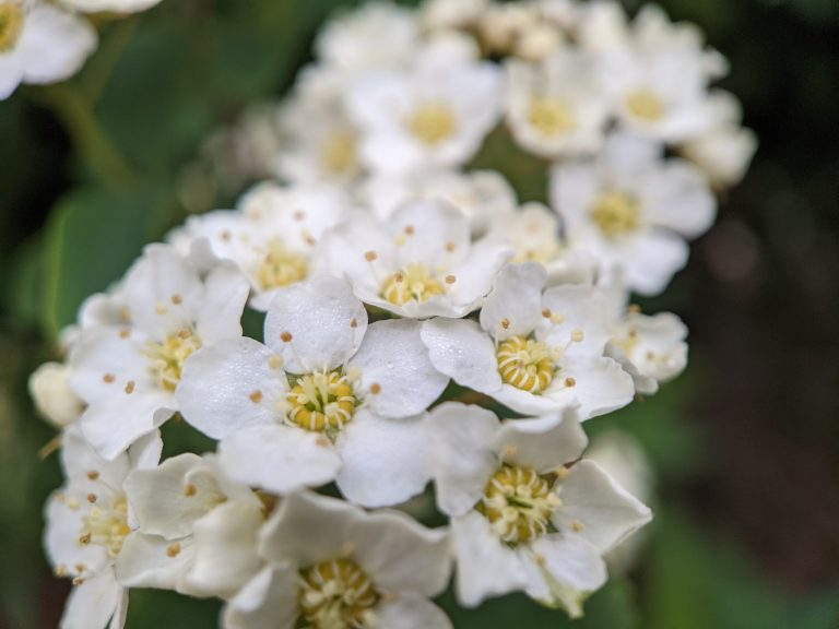 Apple blossoms