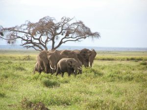 Elephants in Africa
