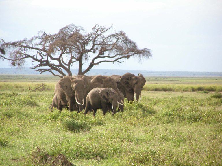 Elephants in Africa