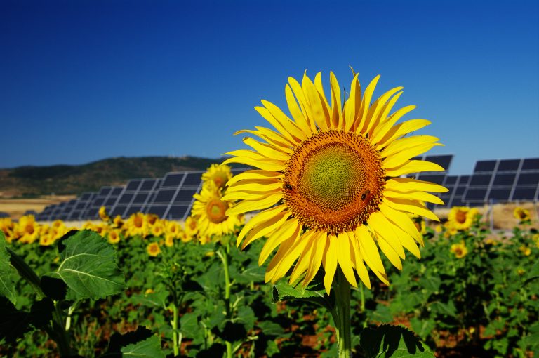 Sunflowers and solar panels tracking the sun