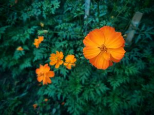 Orange Flower
