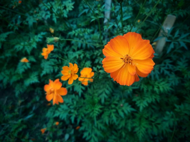 Orange Flower