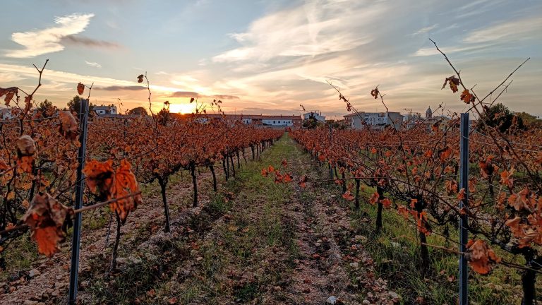 Field with vineyard at sunset