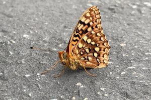 Yellow And Orange Butterfly At Rest