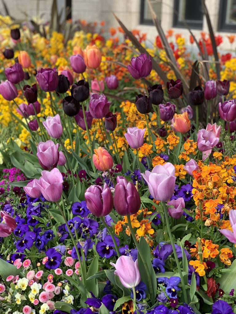 Colorful Flower Garden