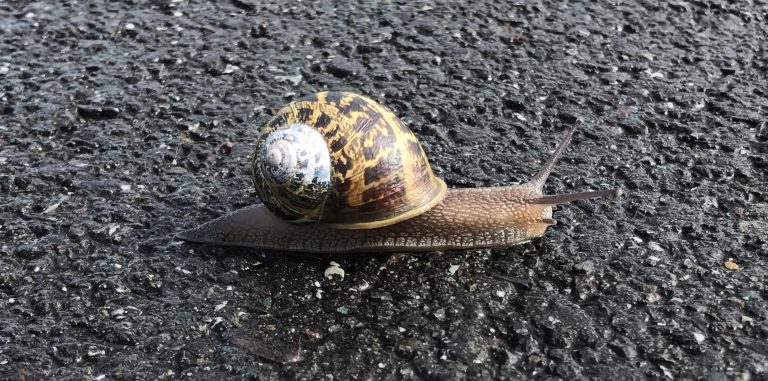 Snail