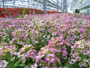 Greenhouse flower beds