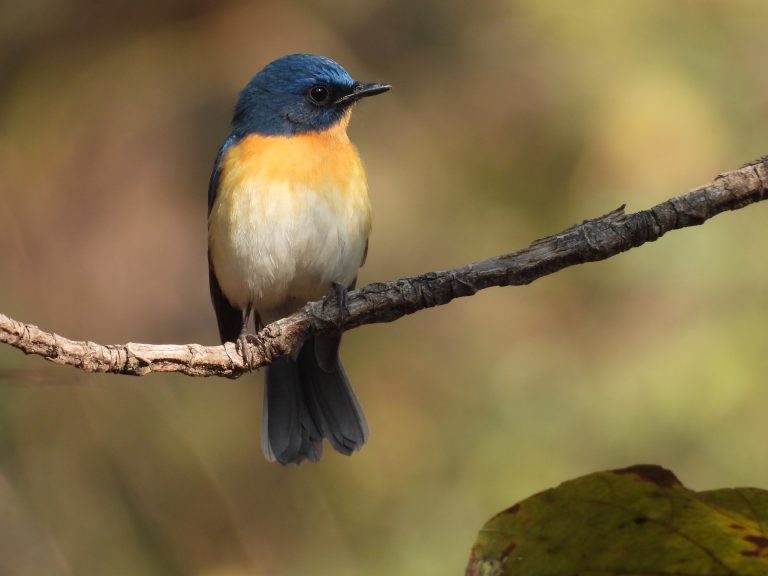 Tickell’s Blue Flycatcher perched on a branch. Captured in Nagpur, India.