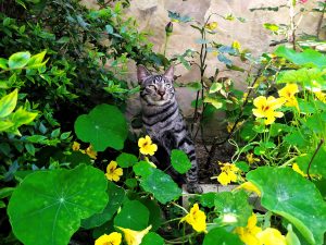 Cat amongst the nasturtiums