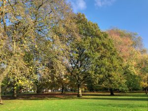 View larger photo: Autumn trees