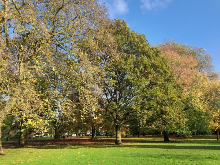 Autumn trees