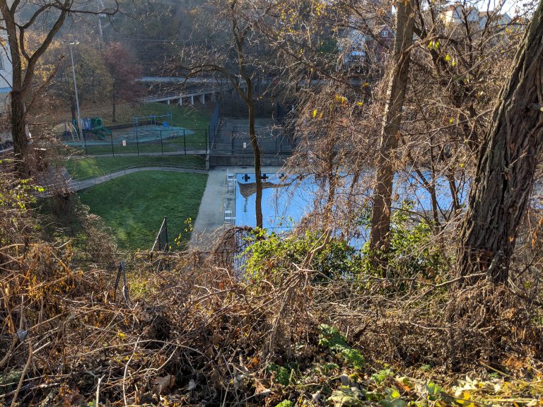 A small pool of water in the woods.