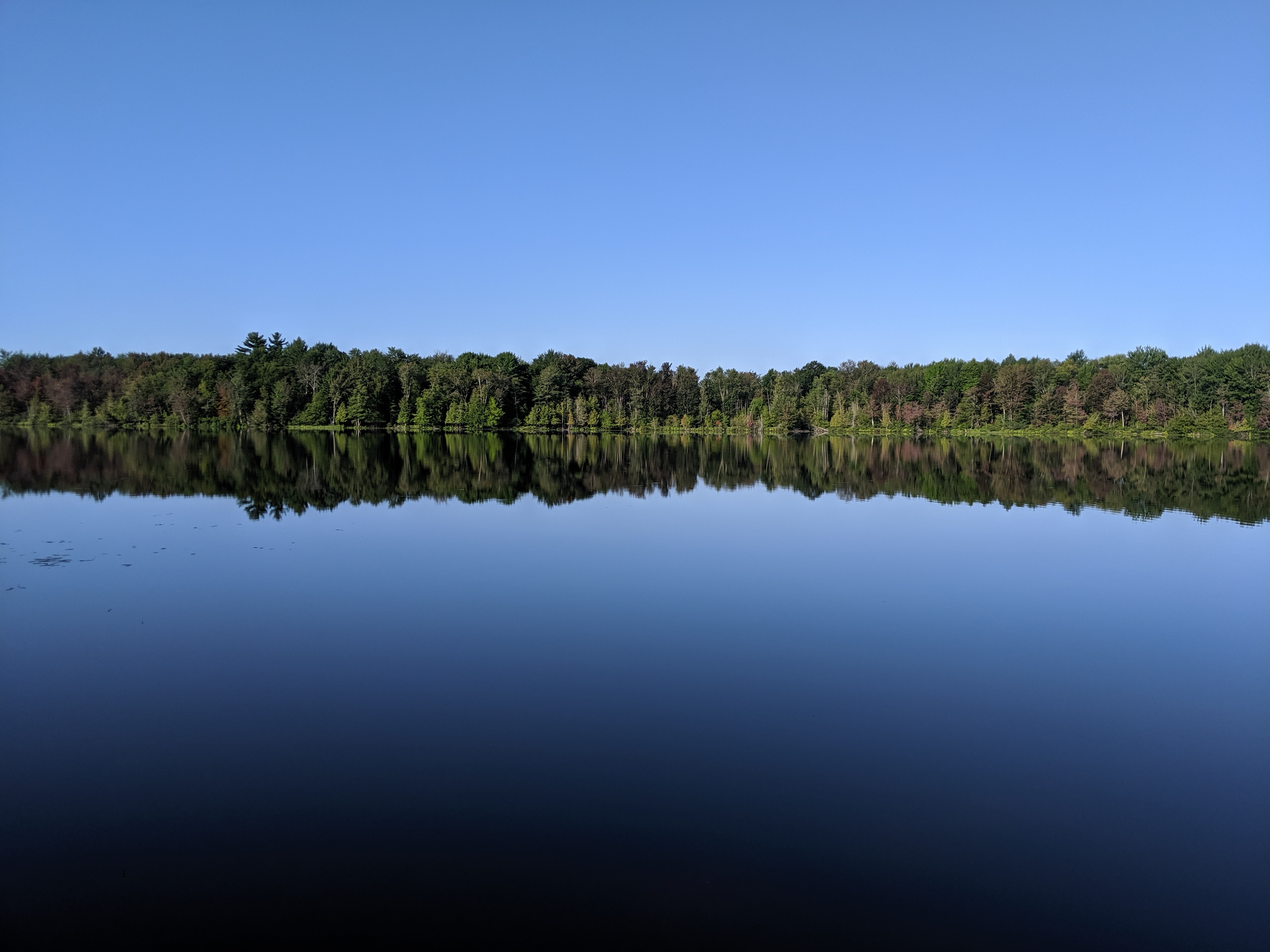 Still water on a lake surrounded by woods