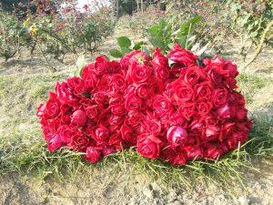 Freshly cut red roses piled up on the ground in front of rose bushes
