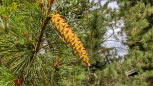 Sticky sappy pinecone