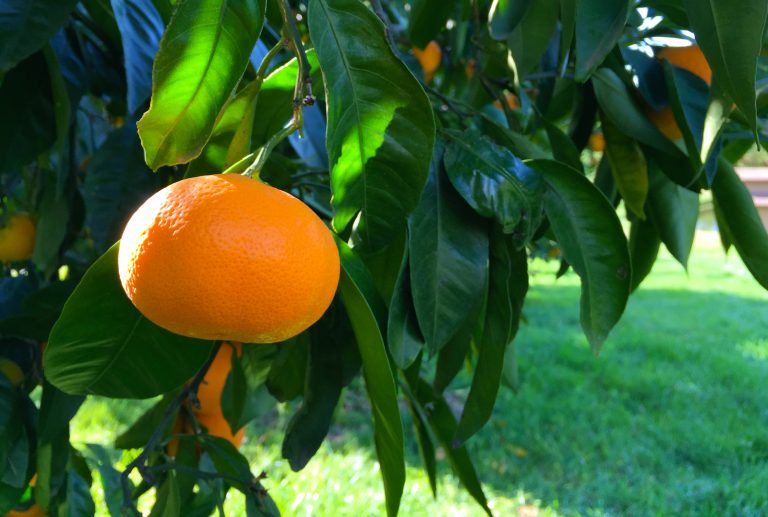 Ripe Satsuma Mandarin Orange On Tree