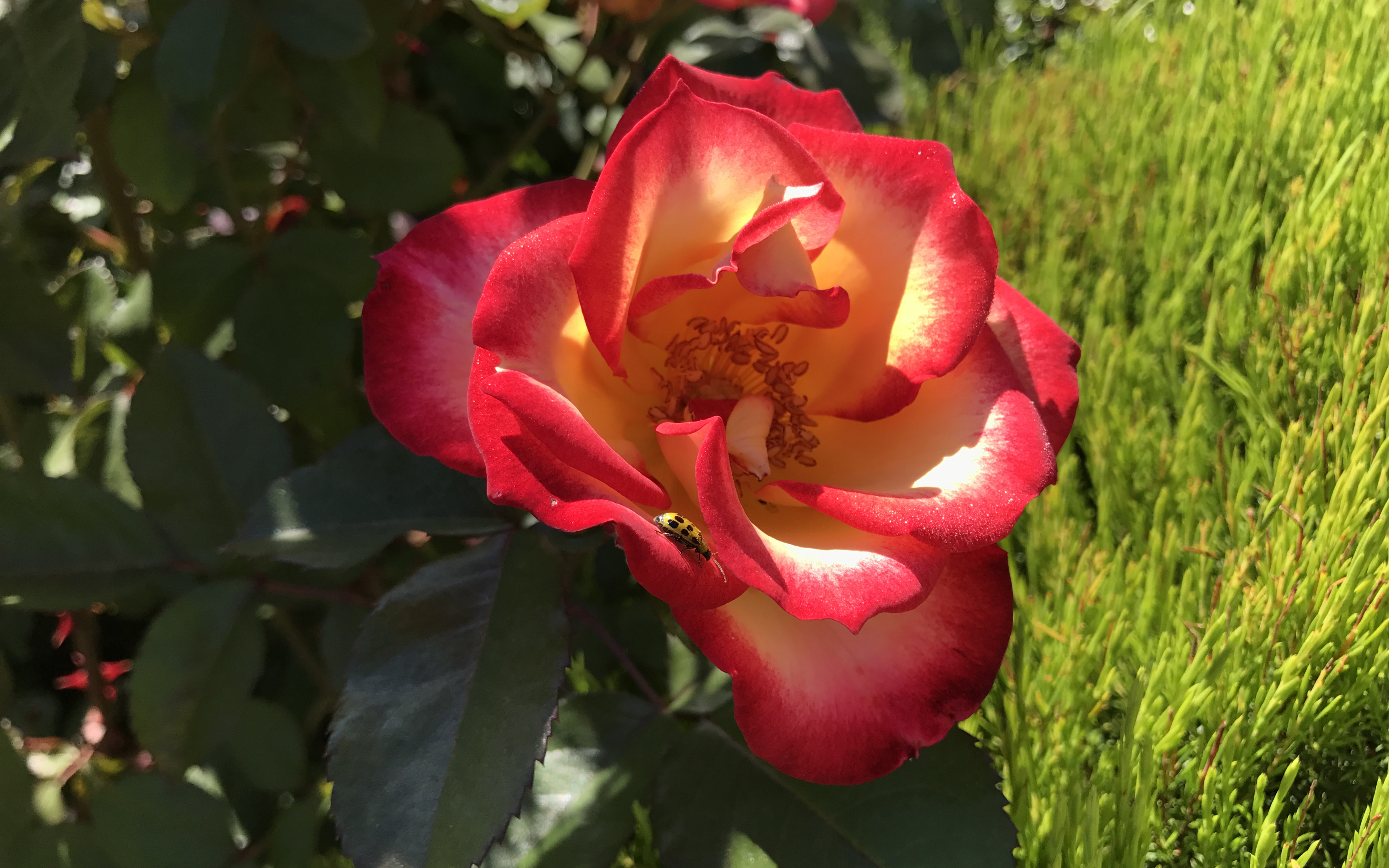 Ladybug On A Blooming Flower