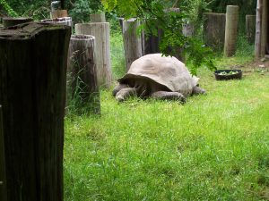 Galapagos tortoise