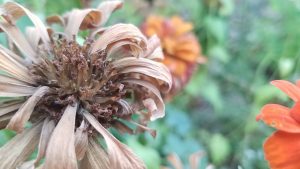 Dried flower