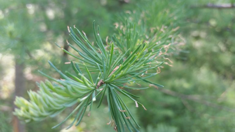 Pine branch