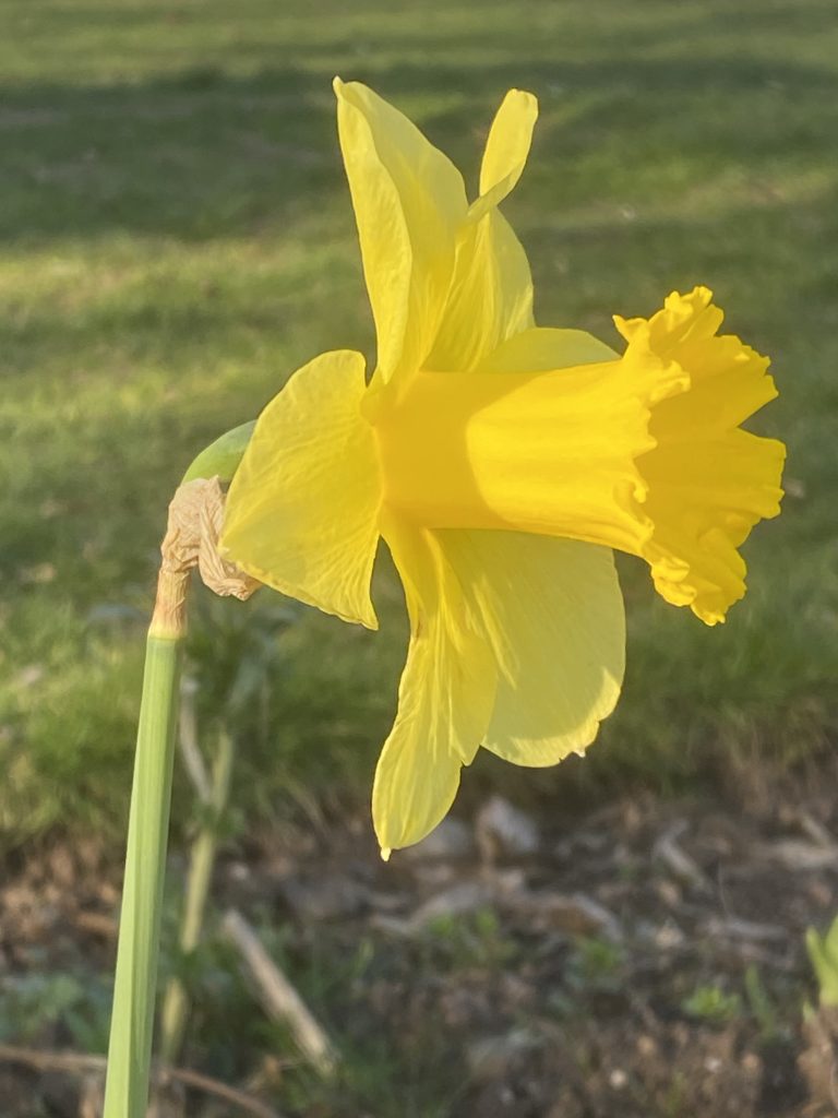 Daffodil