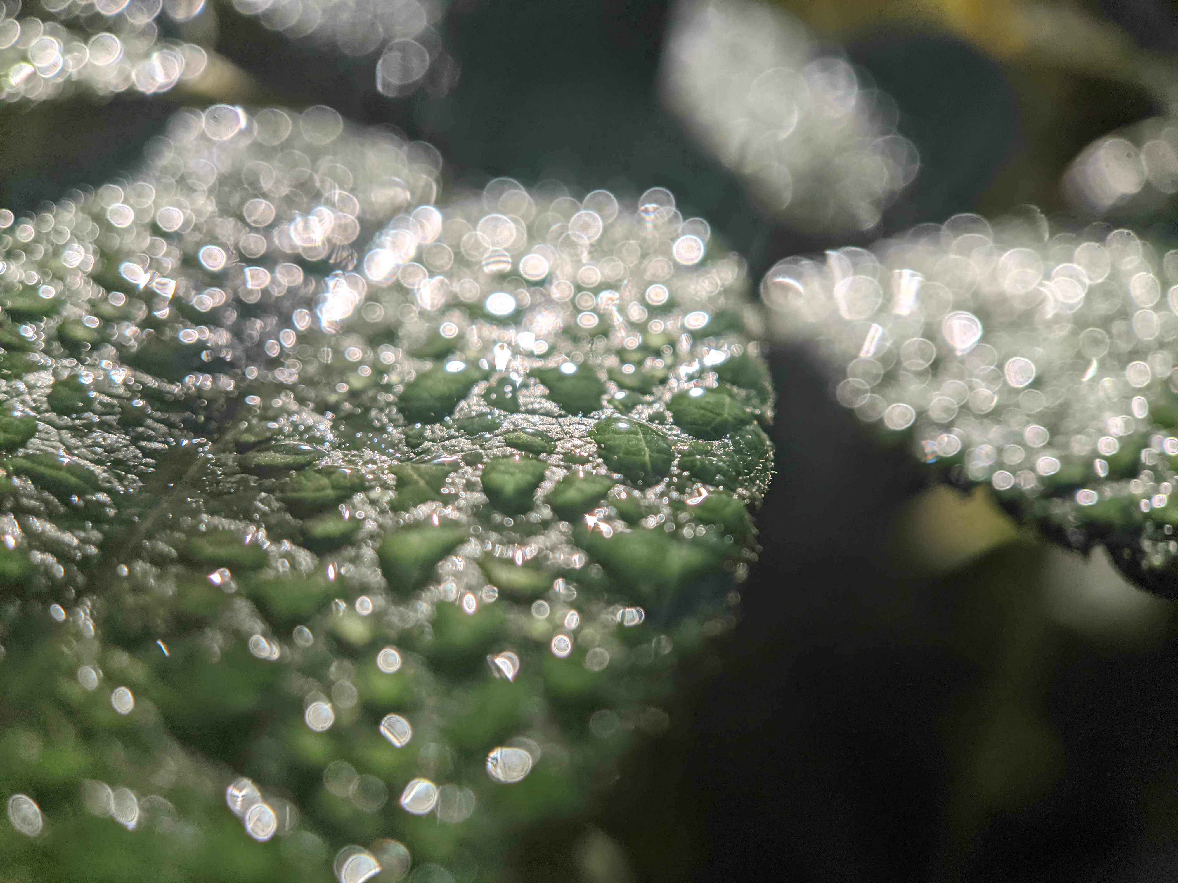 Water droplets on a leaf