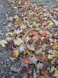 A bunch of leaves on the ground