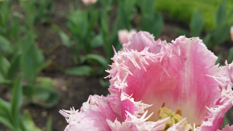 Ragged tulips