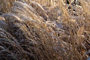 Ice covered ornamental grass in morning sunlight.
