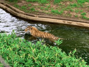 Tiger walking in water