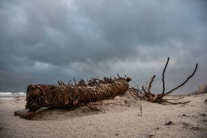 View larger photo: Fallen log and branches on a beach with a moody sky